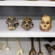 Fossil casts of Australopithecus afarensis (left), Homo habilis (center), and Australopithecus sediba (right).